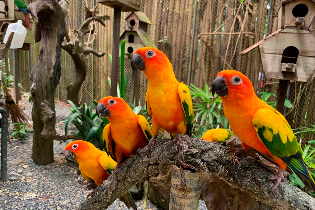 Парк птиц, Пхукет (Phuket Bird Park)