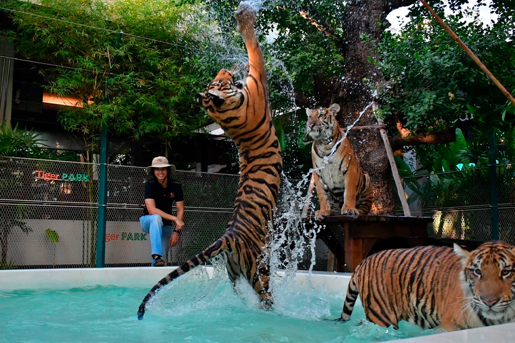 Королевство тигров, Пхукет (Tiger Kingdom Phuket)