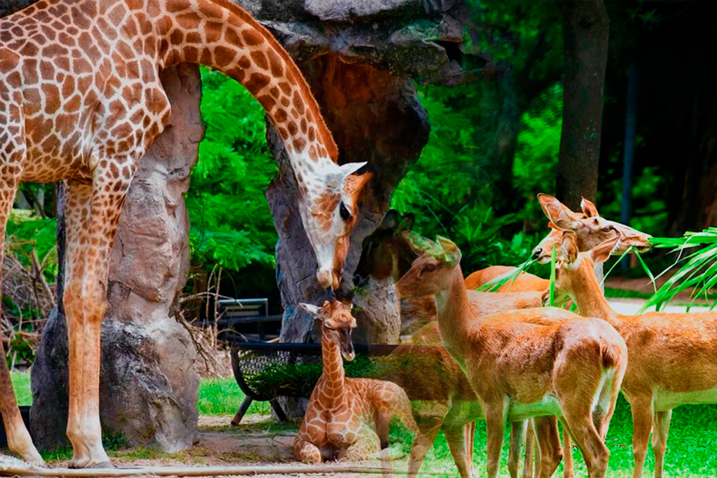 Зоопарк Кхао Кхео (Khao Kheow Open Zoo)
