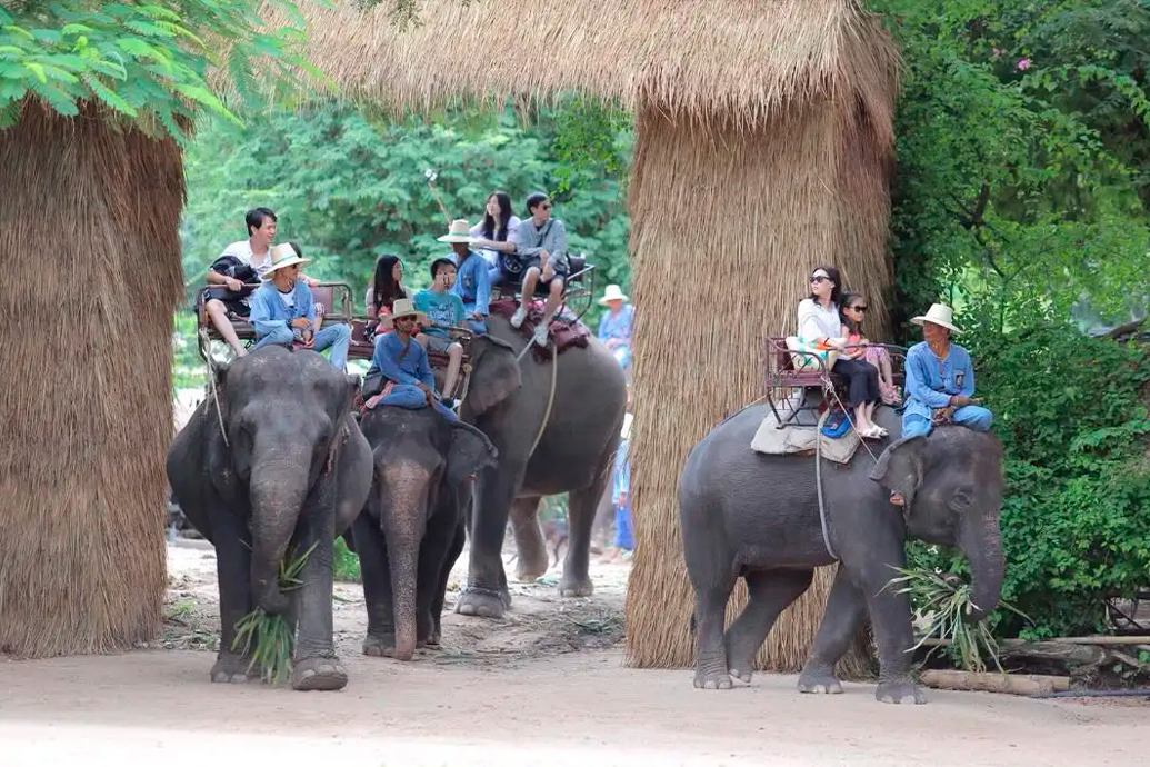 Деревня слонов (Pattaya Elephant Village)