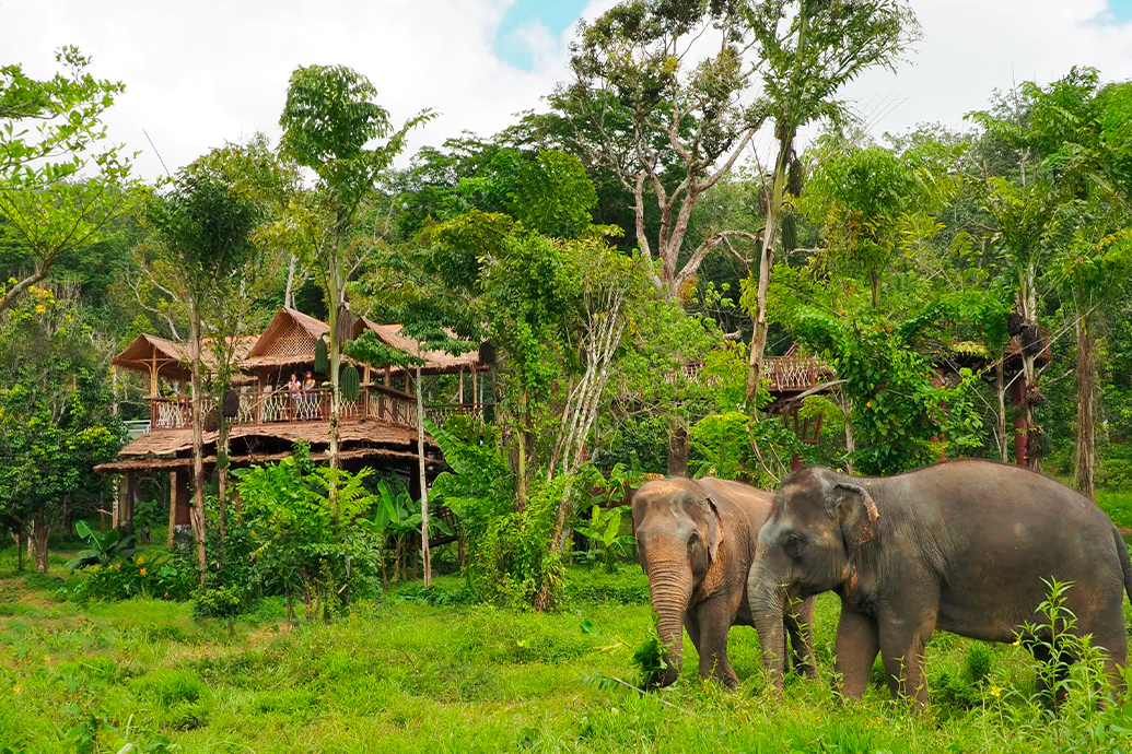 Заповедник слонов, Пхукет (Phuket elephant sanctuary)