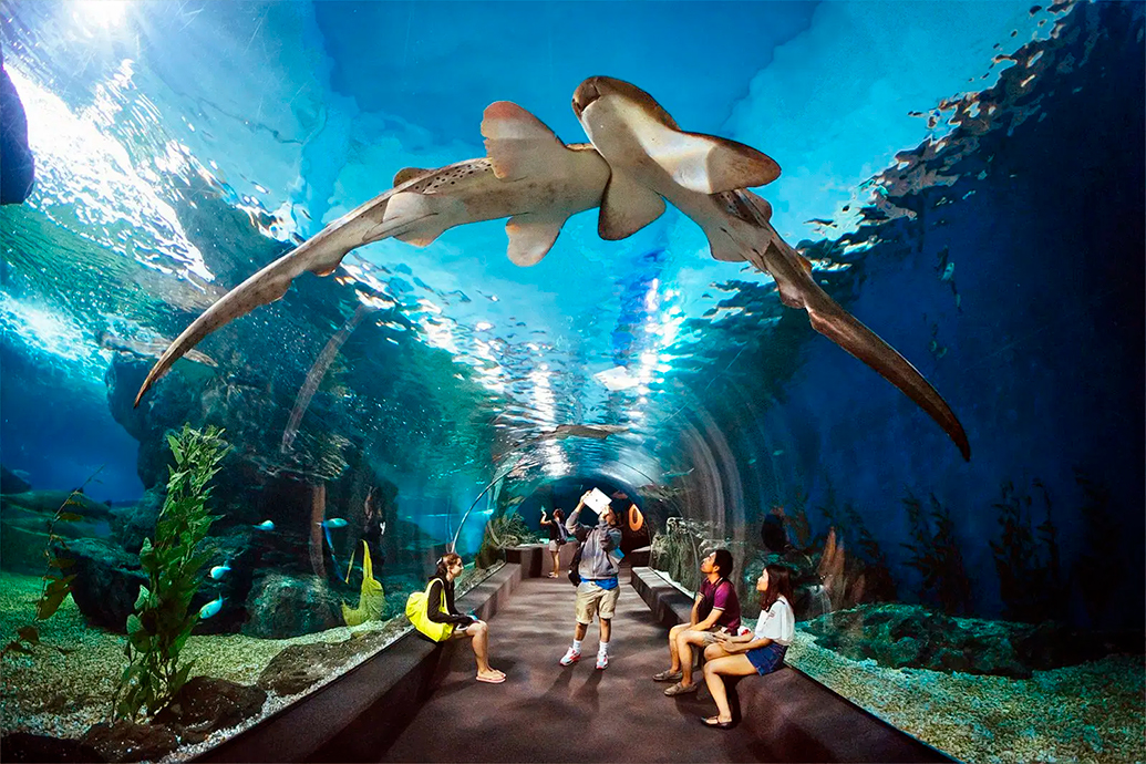 Underwater World Pattaya аквариум